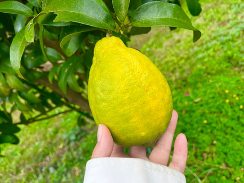 果汁たっぷり！種が少ない！今が旬のレモン『璃の香』2kg