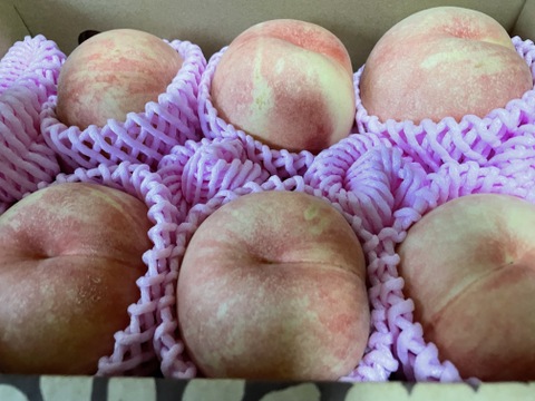 お買得！超訳あり品 【限定100箱】 白桃・黄桃 品種おまかせ 約2㎏（5玉～10玉入り） 8月下旬～9月中旬頃発送 TY01-01-01