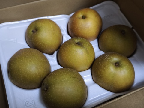 残りわずか(レビュー希望価格！)鳥取県産「甘太(かんた)」2.5キロ(6-9玉)、出荷開始！たにがみ農園☆果汁あふれる梨！新しい品種で希少な為なくなり次第終了！谷上農園、鳥取県鳥取市佐治町産