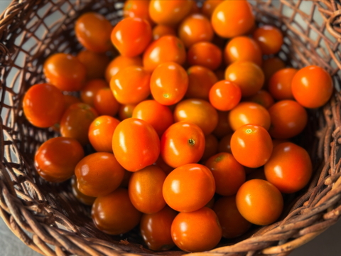 樹上完熟のチェリートマト 約1kg