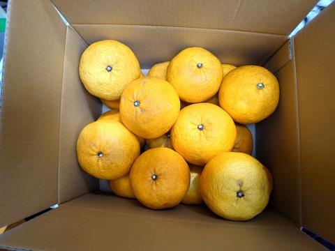 酸味と甘味のバランスが絶妙！自然栽培甘夏　4kg（12〜13個）