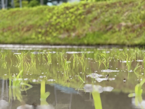 【新米令和７年】『Heitarō Rice』秘境 金山町産　幻のお米 亀ノ尾4kg