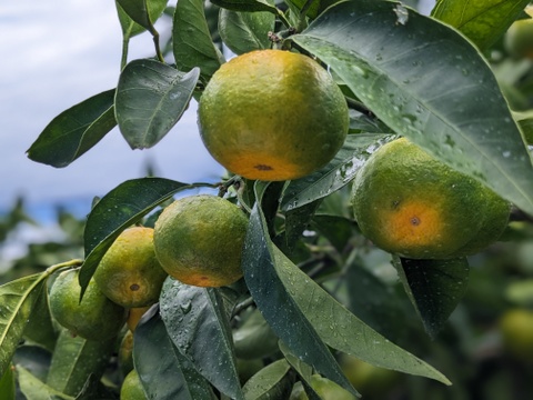 9/14～10日間限定！残暑においしい！極早生みかん 朝採れ出荷 1.5kg(25個±3個)