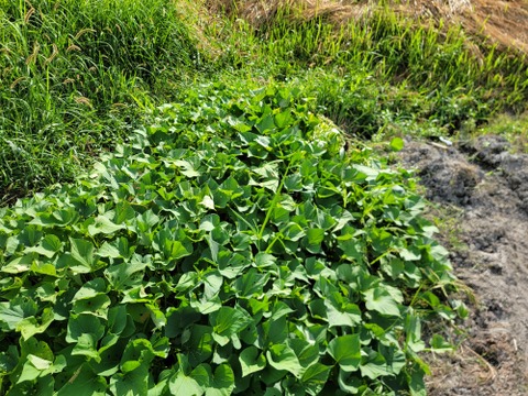 麦芽で育ったホクホクさつま芋『金時』小サイズ約1.8キロ熟成済み