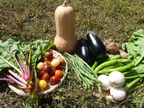 季節の野菜セット７～８品（Ｍサイズ・3～4kg前後）旬の野菜をお届けします
