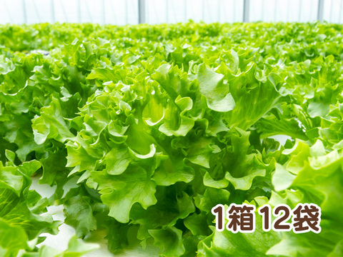 【アクアポニックス産】朝採れ新鮮フリルレタス！「ハイドロリック」1箱12袋（1袋約50～100g）