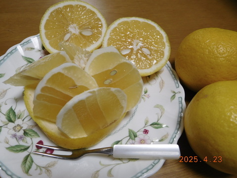 🍊　初夏の爽やかな味わい！『伊豆特産ﾆｭｰｻﾏｰｵﾚﾝｼﾞ』　　　　☆新企画/Sｻｲｽﾞ・おてごろ少量プラン                  
    ご家庭・ご贈答に！　　/　約 2.0㎏