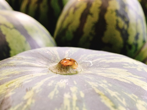 【幻】金山すいか 大玉  1玉 7kg～8kg