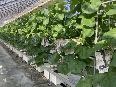 【ご家庭用】【お買い得】アールスメロン　１．３～１．５ｋｇ　×　２個セット　（富山県氷見市産）