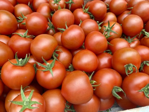 【お試し割中】艶り！ジューシー♥レッドオーレトマト🍅1kg