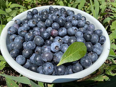 ご家庭用　ブルーベリー　１ｋｇ　冷凍　農薬不使用　加工用　ジャム　シャーベット　スムージーに