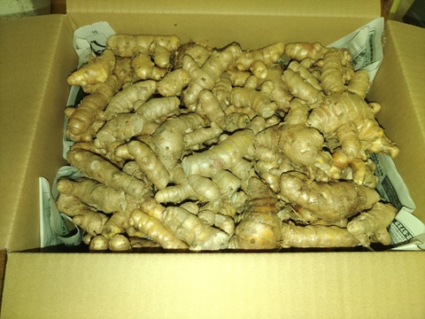 生　秋ウコン500ｇ