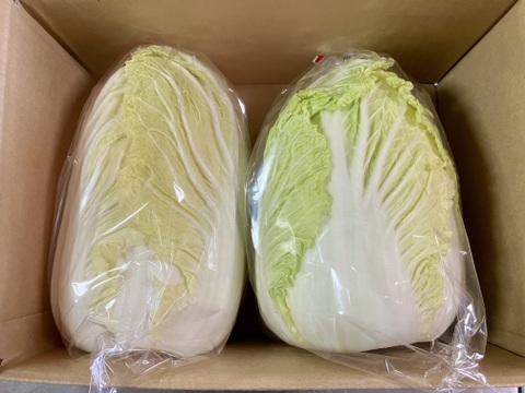 【有機JAS認証】有機白菜2玉、約3kg、クセもなくみずみずしい、甘み十分！