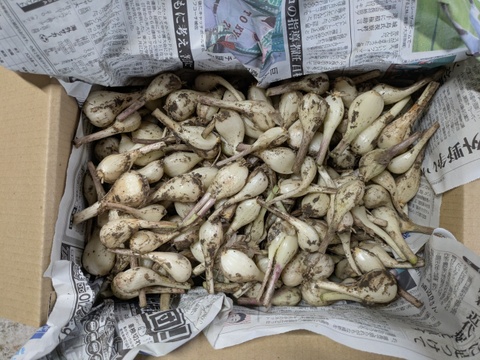 博多のシャキシャキらっきょう　3kg　福岡県産