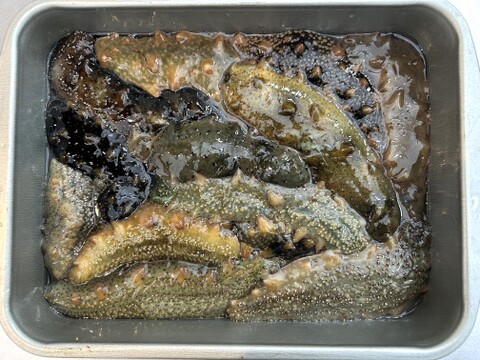 美味！絶妙な食感がたまらない！ナマコ約1キログラム
※1月〜4月まで