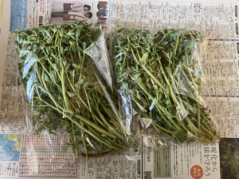 限定1セット！山形の夏の伝統野菜スベリヒユ（ひょう）500g（250g2袋）とみょうが500g