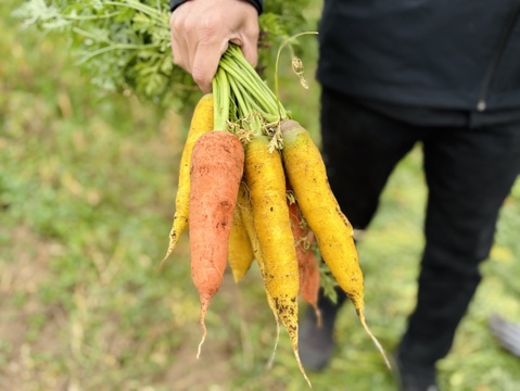 【榛名山の麓から】冬のシャキうま旬野菜セット・ちょうどいいサイズ！＜8品目＞