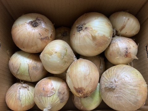 糖度９〜10度！! 甘い！！　淡路島スイートオニオン たまねぎ(5キロ)