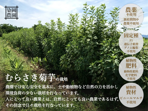 お得 むらさき菊芋茶 ティーバッグ1包 10袋セット 熊本県産 食べチョク 農家 漁師の産直ネット通販 旬の食材を生産者直送