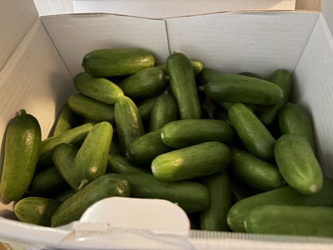 フルーツのような甘さを感じて！パリパリ！おやつ・おつまみに最適「岩瀬スナックきゅうり」1kg