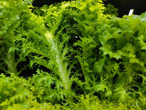 ✨農薬・化成肥料不使用の採れたてサラダセット（たっぷり600g：わさびリーフ300g+ミックスレタス300g）✨