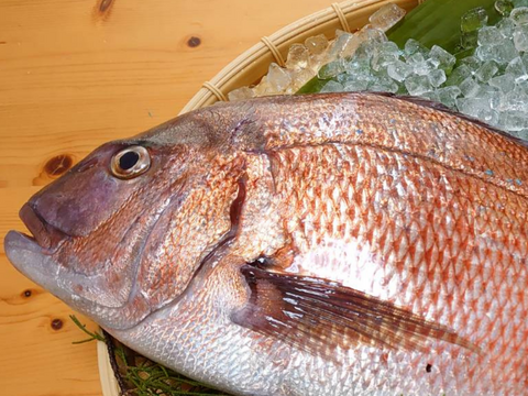 【愛媛のブランド真鯛お試しサイズ】朝どれ鮮魚『海の鯛陽(1尾入)』神経〆付