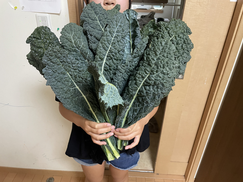 【毎日のスープに】カーボロネロ約600g｜黒キャベツ・栽培期間中 農薬・化学肥料不使用