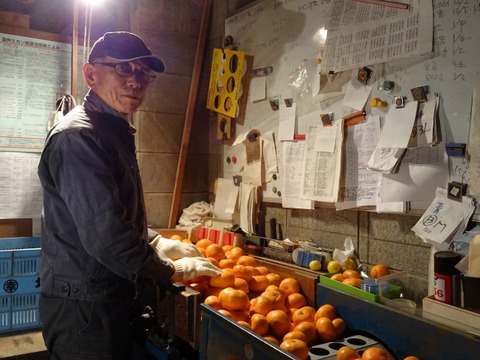 【🍊不知火 5kg 】果皮がむき易く、美味しいミカンです！