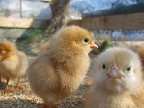 期間限定【臭みが無い。濃厚なのにさっぱり】平飼卵30ケ