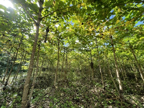 【随時出荷中！】期間限定 宮城県産 原木収穫 西根の森 タラの芽 50g×3