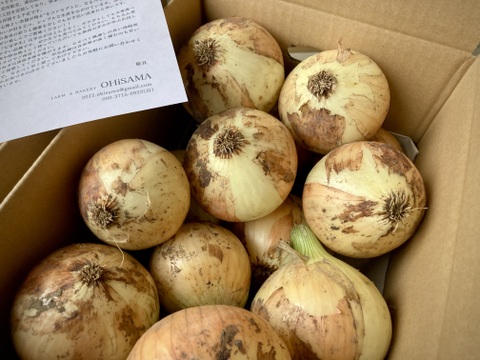 ほとんど出回らない！淡路島玉ねぎ農薬化学肥料不使用！『七宝