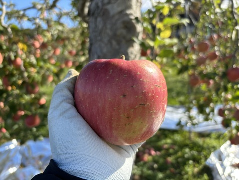 長野県産　サンふじ　　特価！　　ご家庭用　10キロ箱