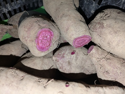 【規格外】鮮やかな紫色！紫芋（あやむらさき）4kg