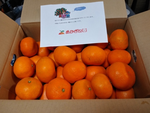 【🍊青島温州 B品 5kg 】外観は多少見劣りします。糖酸のバランスの取れたみかんです。年明けは北の産地が本命！