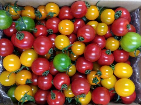 有機JAS認証『カラフルミニトマト 2kg』4色の彩りと食べ比べが楽しめる有機ミニトマト！