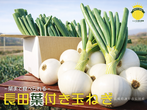 長崎県諫早市長田産 葉付き甘玉ねぎ（葉約15cm）
葉まで食べられるよう農薬使用を抑えて栽培
Mサイズ 10個 約1.5kg