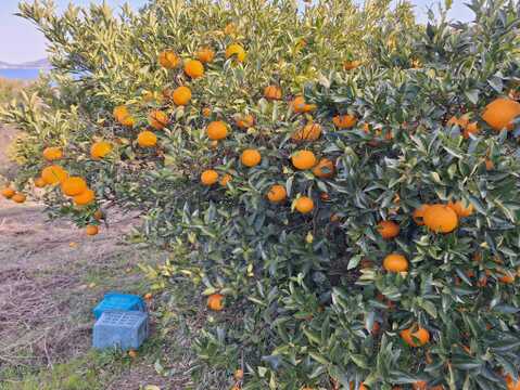 木なりシンアマナツ(新甘夏)　５㎏【農薬化学肥料不使用】【熨斗(のし)対応可】