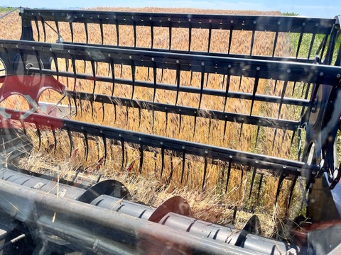 【超希少】古代小麦　有機ブラックアインコーン玄麦 4kg 2025年産 北海道 十勝 ほんべつ産　※小麦粉じゃありません