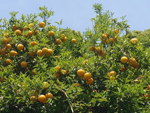 酸味と甘味のバランスが絶妙！自然栽培甘夏　4kg（12〜13個）