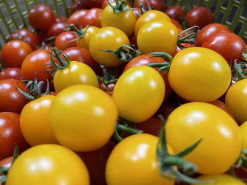 小さな実に、夏のひかりを詰めこんで【ミニトマト2kg】