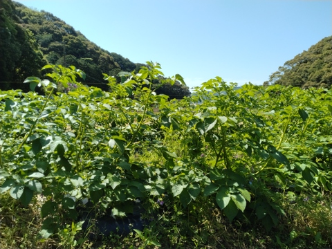 新じゃが４.５kg　クリーミーな甘さ【ながさき黄金】ファミリー向け