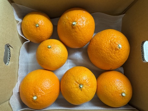 みかんGP2026最高金賞】愛果48号【新品種】甘平×まどんな【紅