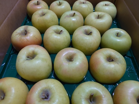 《予約受付》ぐんま名月5kg（14個～18個）青森県産りんご　家庭用