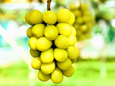 ゴールデンシャインマスカット2房/約850g