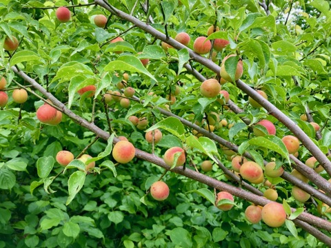 熟小梅　織姫　自然栽培　農薬・除草剤、化学・動物性肥料不使用　約２ｋｇ　一度は漬けてみたい小梅の梅干しに最適！★数量限定★
