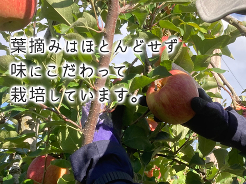 芳醇な甘み “ぐんま名月” 3kg(11～12玉) 贈答用 信州安曇野産 りんご  人気商品