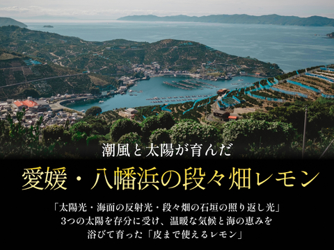 【予約限定価格】皮ごと食べられる 瀬戸内グリーンレモン 3kg 防腐剤・ワックス不使用