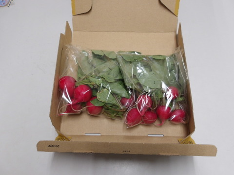 ラディッシュ１０個入