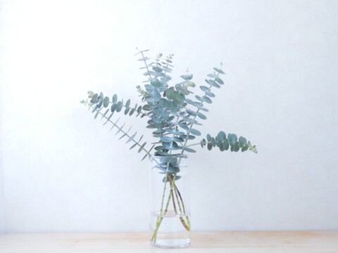 ユーカリ枝物【ベイビーブルー】(30～40㎝/10本)インテリアをおしゃれに！アレンジにも