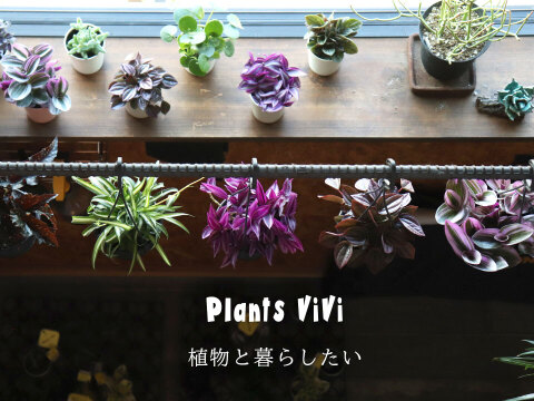 おしゃれなハンギングタイプ！観葉植物 トラディスカンチア ナヌーク 10.5cm吊り鉢 (203785)